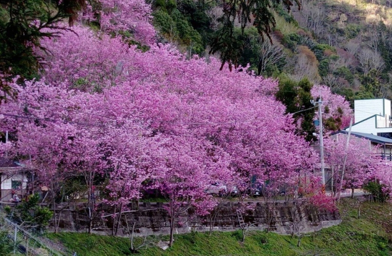 广州樱花燃气灶售后电话_深圳樱花灶具售后电话_贵阳樱花热水器售后维修电话